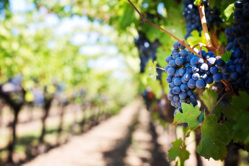 Uvas de categoría. Vinos de calidad.